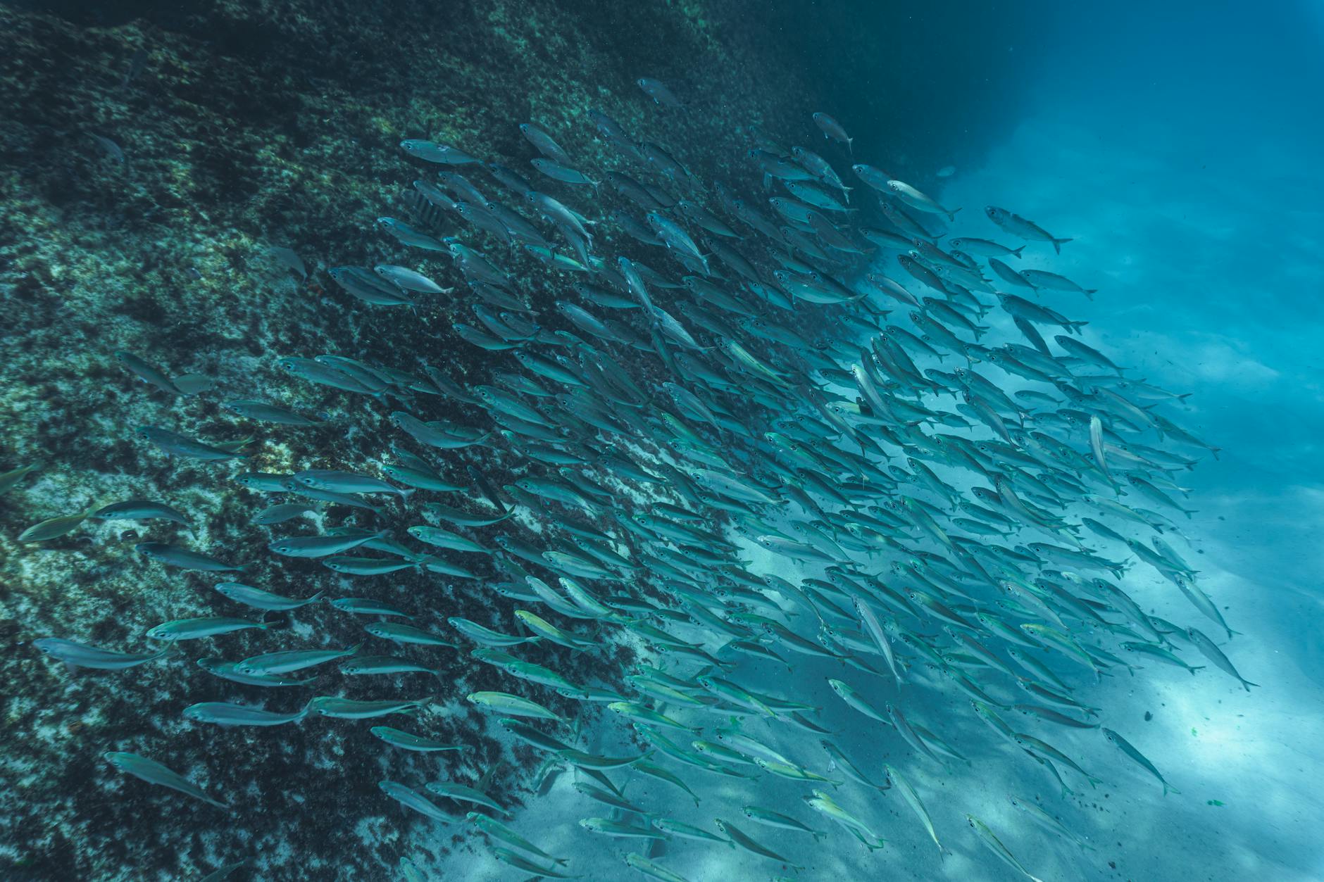 Photo by Patricia Scalea on Pexels