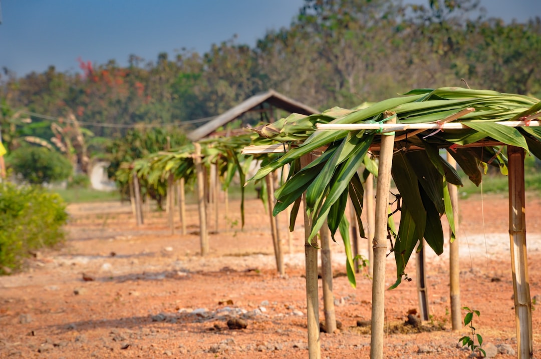 Massive homemade bamboo rocket launching into the sky during Boon Bang Fai festival in Yasothon, Thailand