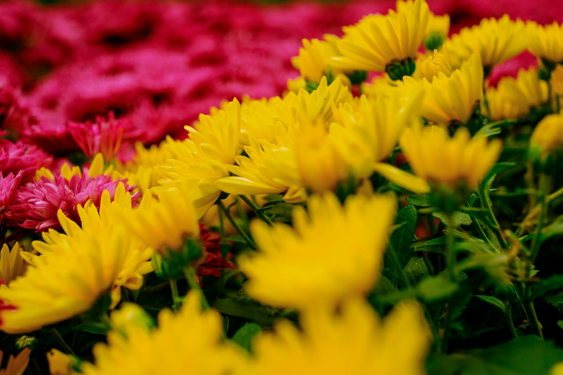 Thousands of vibrant chrysanthemums and roses on display at Suan Buak Hat park during the festival