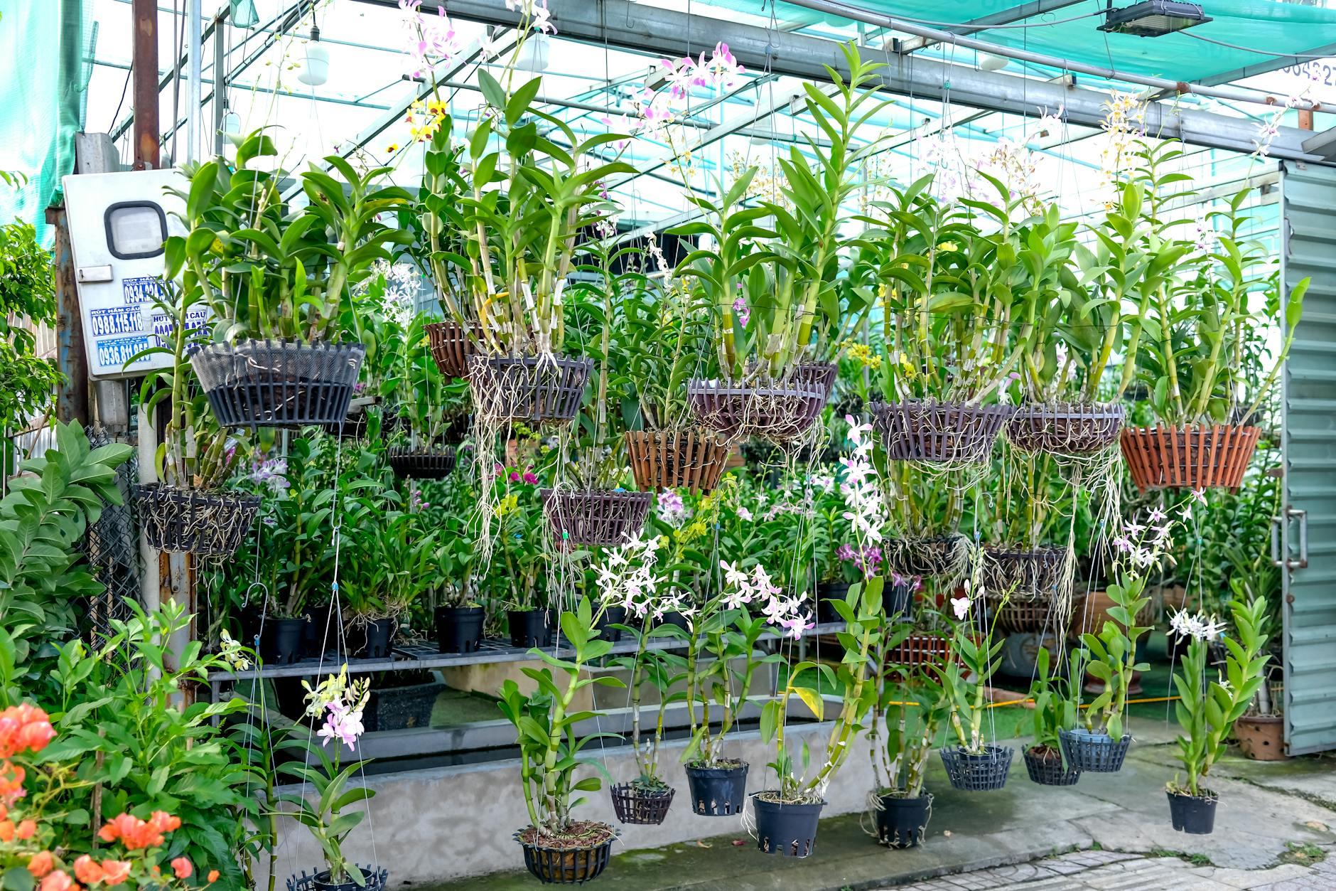 A family walking through the flower market at Suan Buak Hat park, surrounded by potted orchids and blooming plants