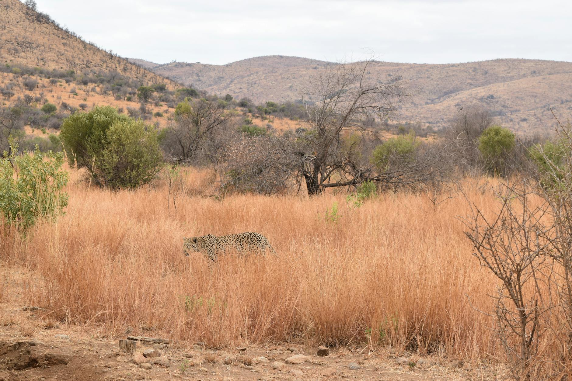 South Africa safari landscape - Photo by Lucie Burlet on Pexels