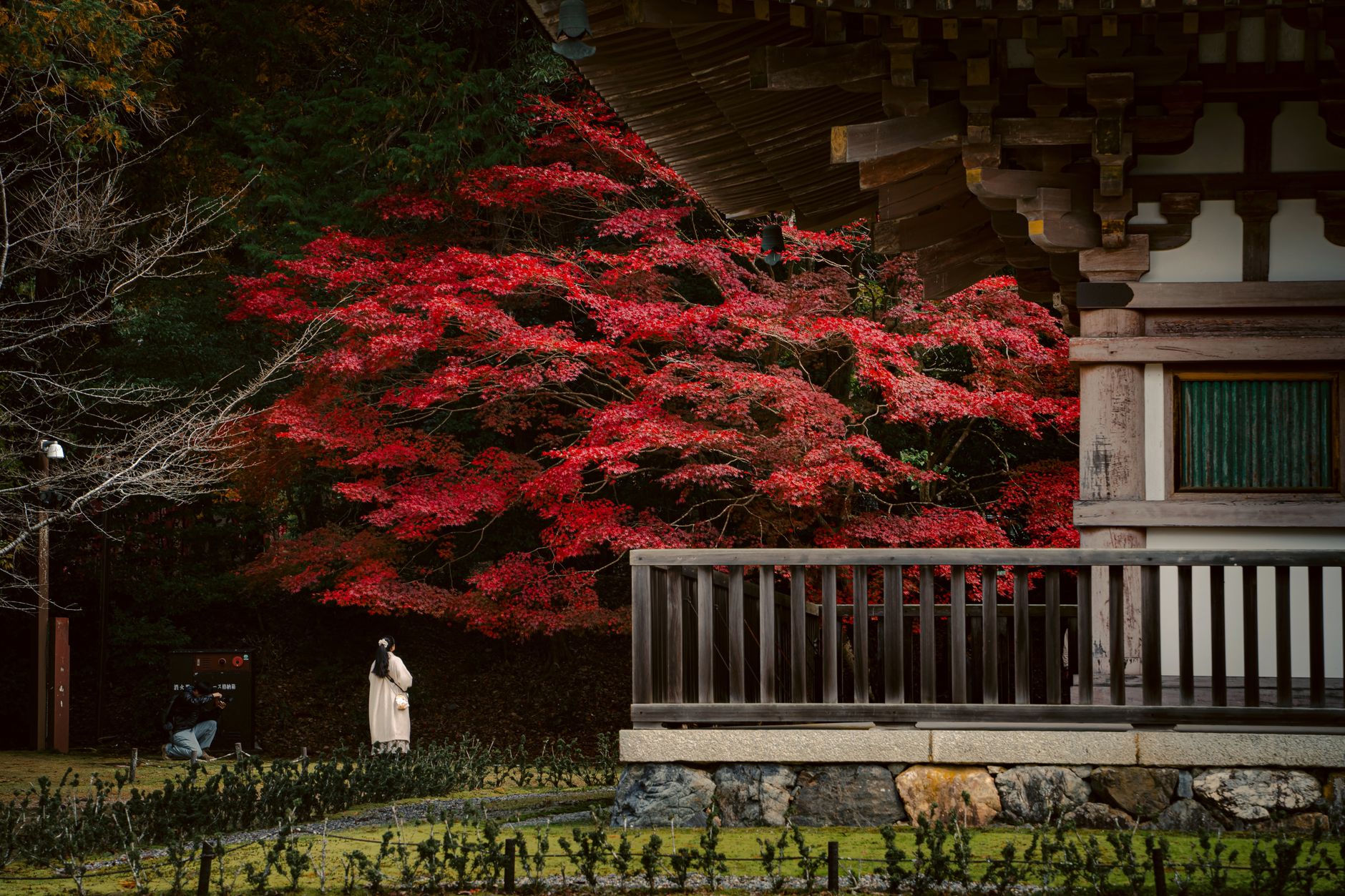 Kyoto temple grounds in autumn maple season - Photo by Hans Zhong on Pexels