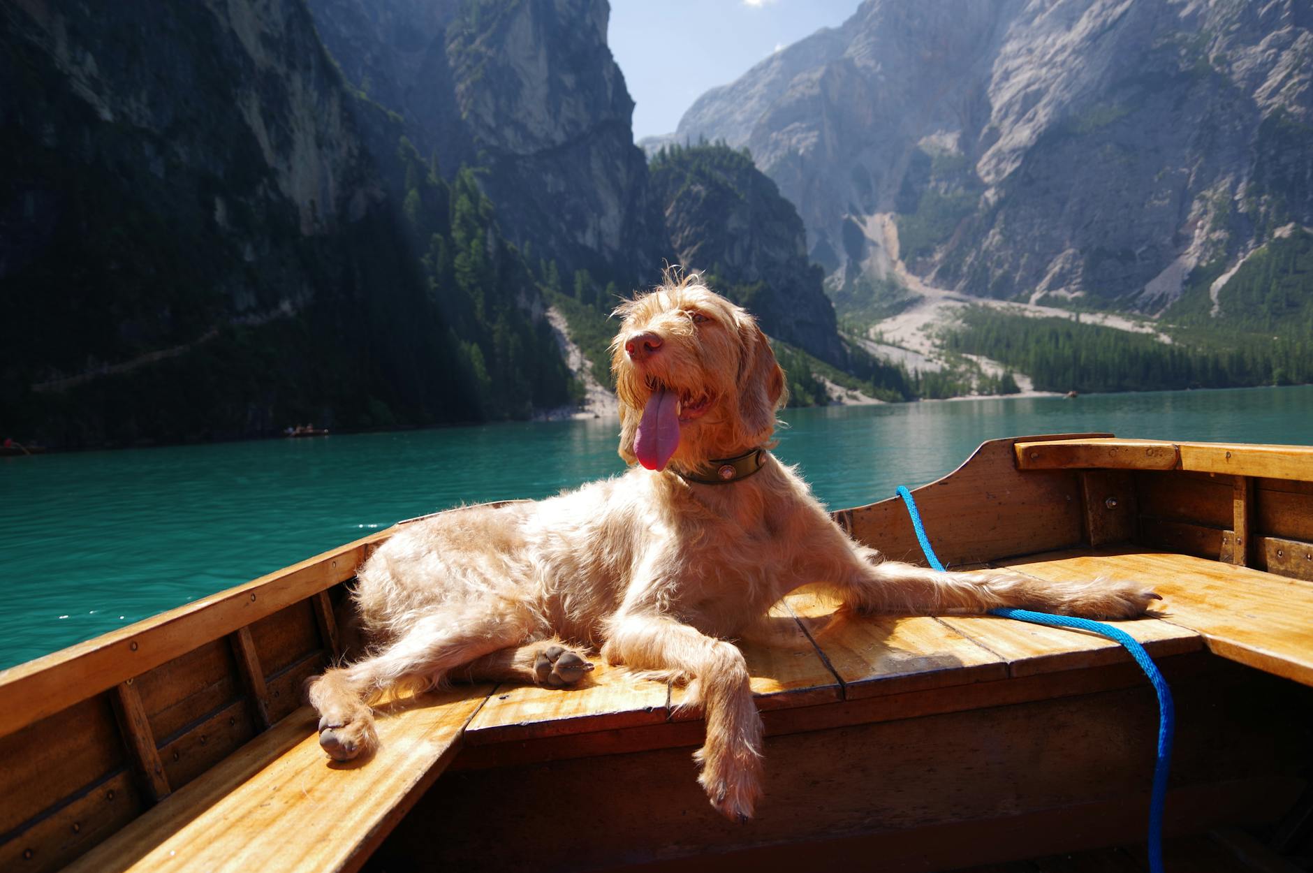 Dog traveling to Europe with documentation