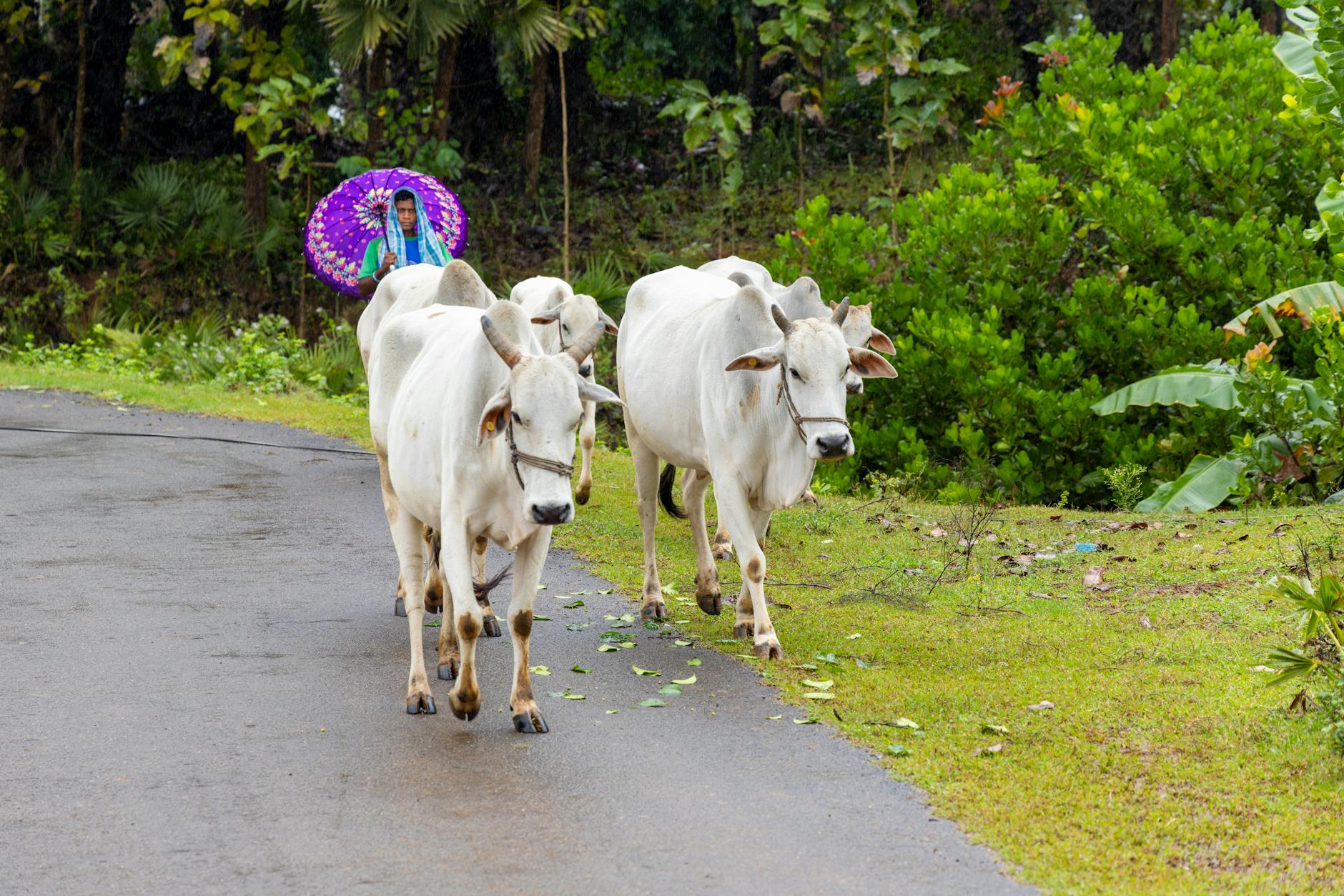 Sacred white oxen pulling a gilded plough across Sanam Luang with Brahmin priests chanting nearby
