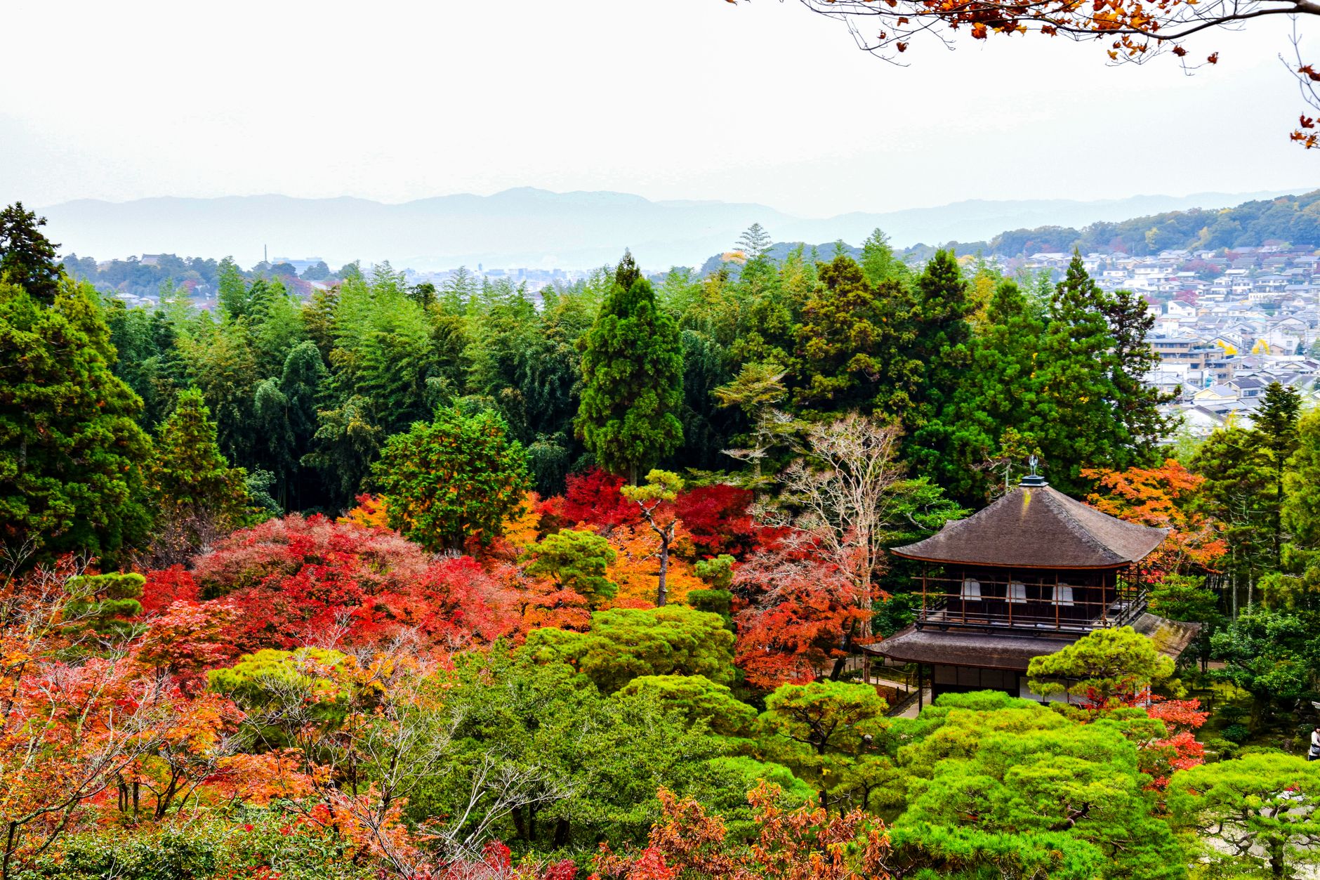 Arashiyama Bamboo Grove path - Photo by AXP Photography on Pexels