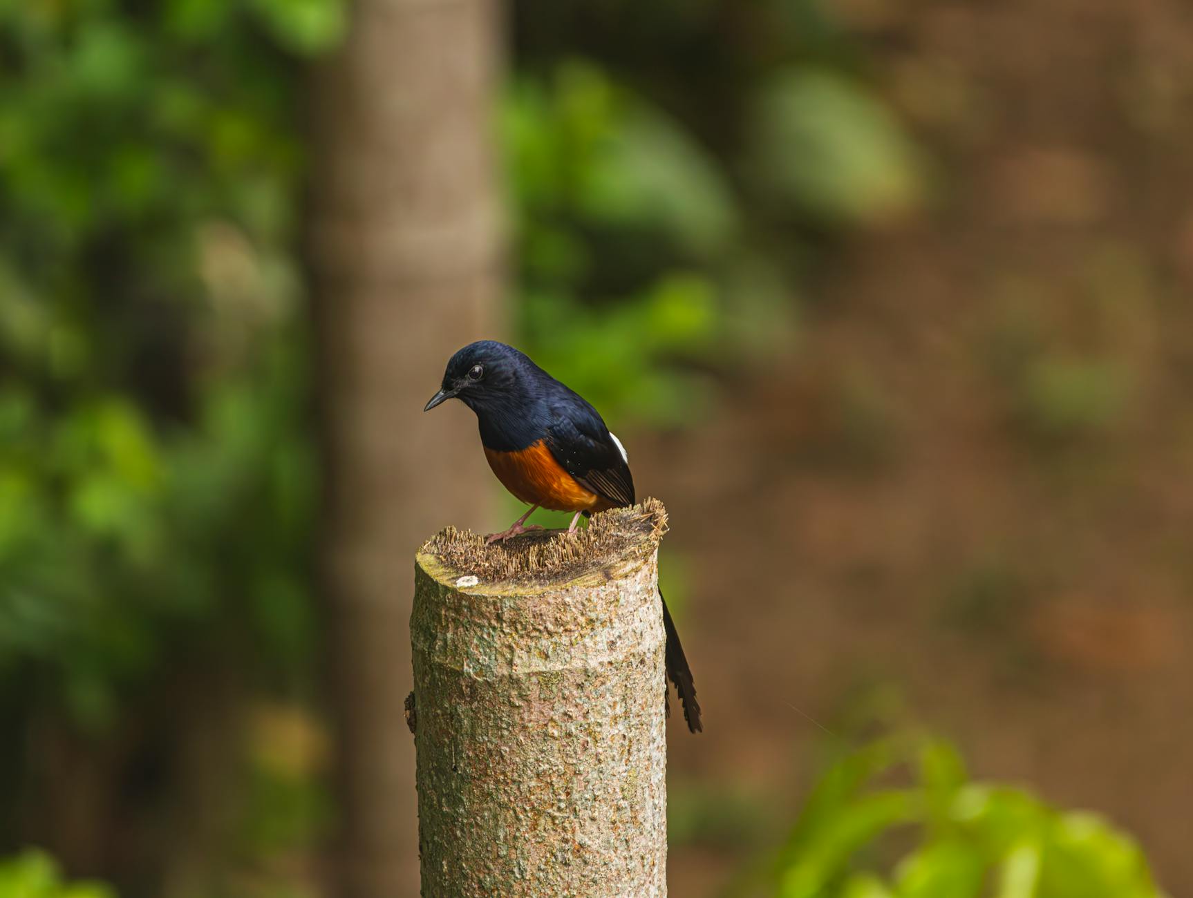 Mountain forest birding at Doi Inthanon, Thailand