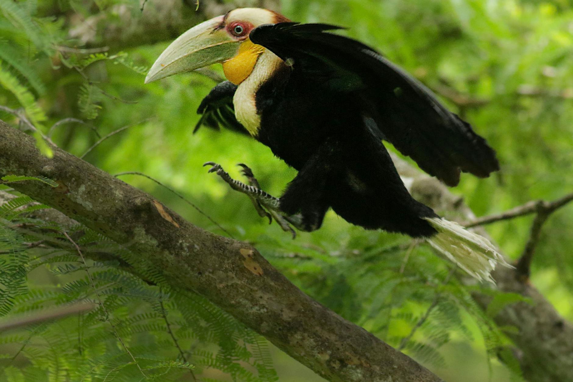 Great Hornbill in Khao Yai National Park, Thailand