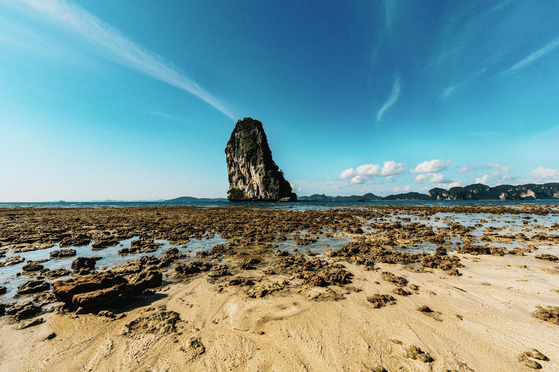 Shorebirds along Thailand's coastline
