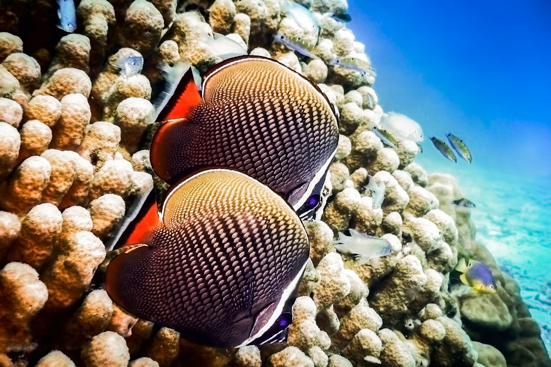 Scuba diver exploring a vibrant coral reef in clear warm waters off the coast of Thailand