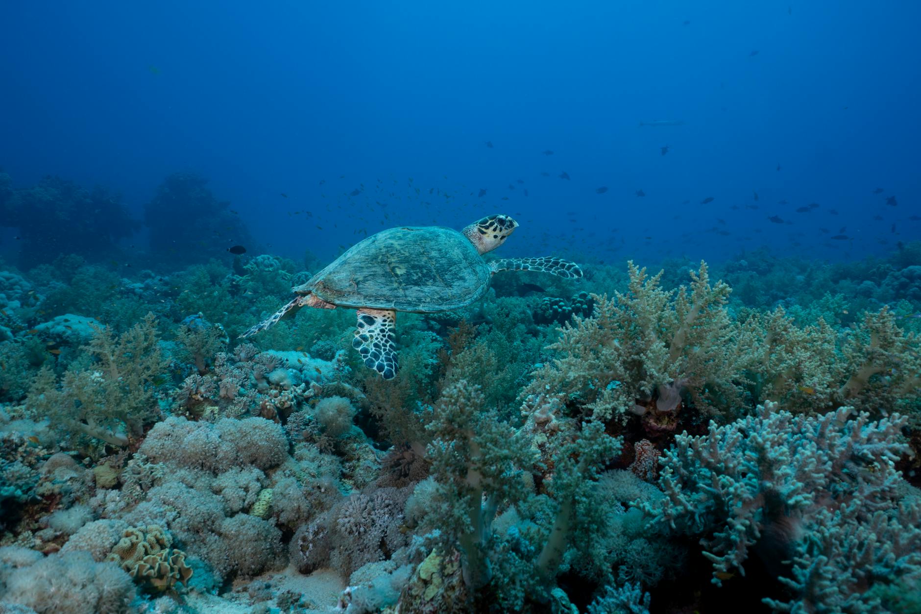 A newlywed couple sharing a moment underwater, their wedding clothes flowing in the current as fish swim by